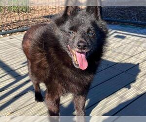 Schipperke Dogs for adoption in Orange, CA, USA