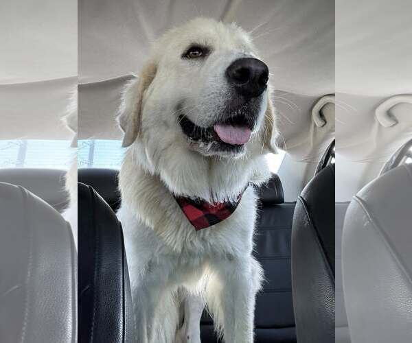 Medium Photo #6 Great Pyrenees Puppy For Sale in Houston, TX, USA