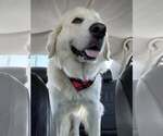Small #5 Great Pyrenees