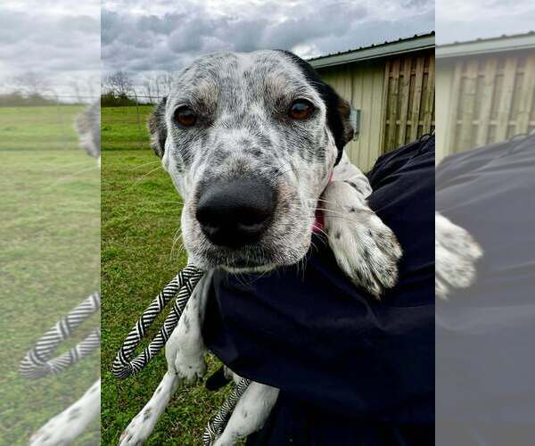 Medium Photo #2 Mutt Puppy For Sale in Abbeville, LA, USA