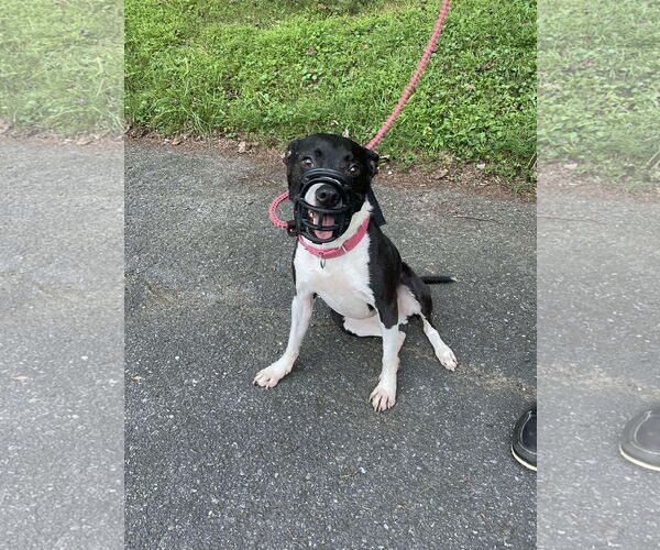 Medium Photo #11 Mutt Puppy For Sale in Derwood, MD, USA