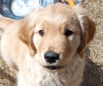 Small Photo #7 Golden Retriever Puppy For Sale in COMMERCE, GA, USA