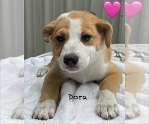 Australian Shepherd Dogs for adoption in Brewster, NY, USA