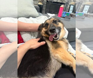 German Shepherd Dog-Unknown Mix Dogs for adoption in Oakhurst, NJ, USA