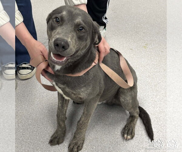 Medium Photo #2 Labrador Retriever-Unknown Mix Puppy For Sale in Washington, DC, USA