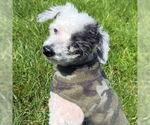 Small #23 Poodle (Toy) Mix