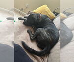 Small #7 American Pit Bull Terrier Mix