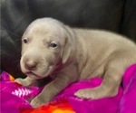 Small Photo #3 Weimaraner Puppy For Sale in POINT ROBERTS, WA, USA