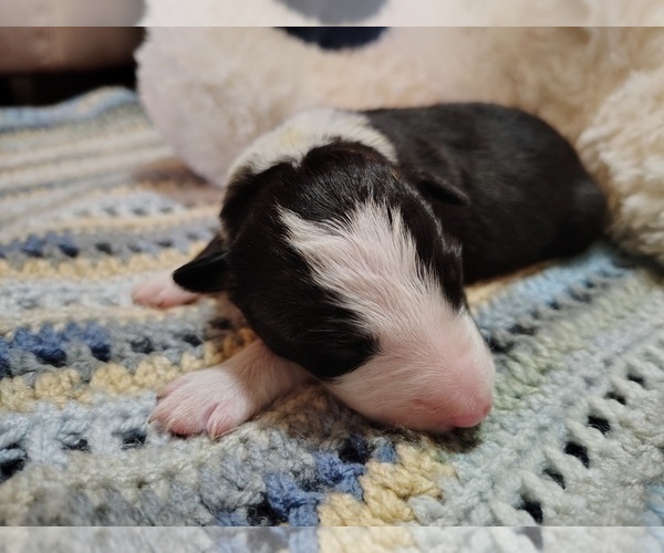 Medium Photo #56 Border Collie Puppy For Sale in NORBORNE, MO, USA