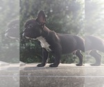 Small Photo #3 French Bulldog Puppy For Sale in SPENCER, TN, USA