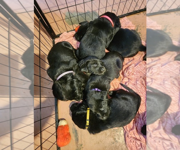 Medium Photo #3 Labrador Retriever Puppy For Sale in GRAND JUNCTION, CO, USA