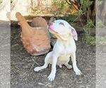 Small #1 American Staffordshire Terrier