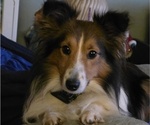 Small Photo #1 Shetland Sheepdog Puppy For Sale in GEORGETOWN, KY, USA