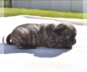 Pug Puppy for sale in PALM COAST, FL, USA