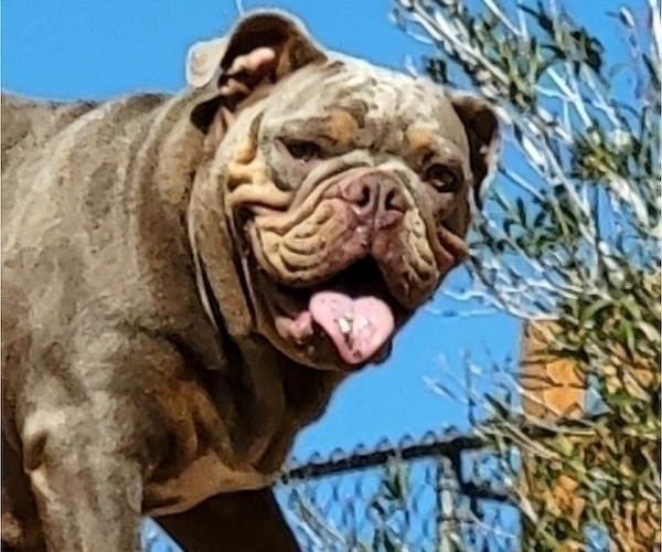 Medium Photo #34 English Bulldog Puppy For Sale in HESPERIA, CA, USA