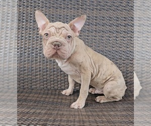 Faux Frenchbo Bulldog Puppy for sale in INDIANAPOLIS, IN, USA