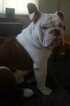 Small Photo #1 English Bulldogge Puppy For Sale in HAMILTON, OH, USA