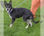 Small #1 Gerberian Shepsky
