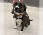 Small #1 Mutt