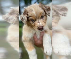Australian Shepherd Puppy for sale in LA CENTER, KY, USA