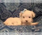 Small Photo #4 Maltese Puppy For Sale in NEW HOLLAND, PA, USA