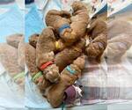 Small Photo #24 Goldendoodle Puppy For Sale in NORTH SCITUATE, RI, USA