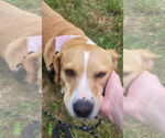 Small #1 Beagle Mix