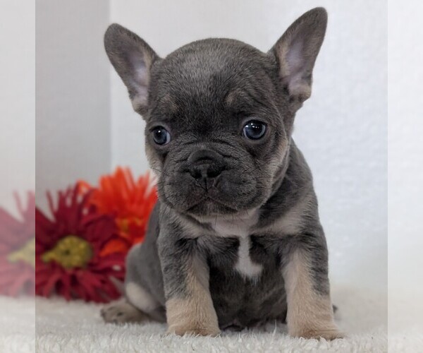 Medium Photo #5 French Bulldog Puppy For Sale in GOSHEN, IN, USA