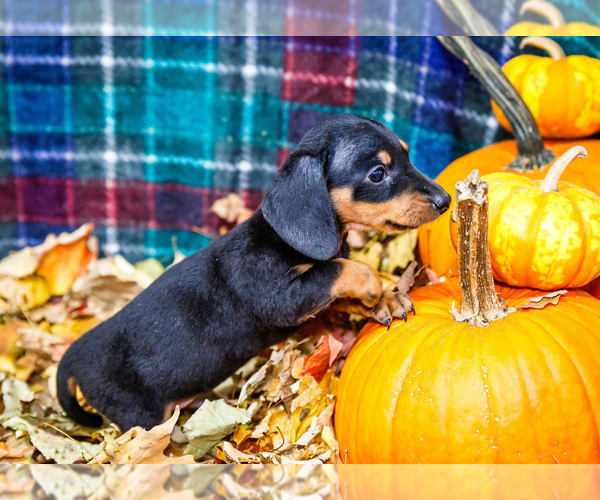 Medium Photo #38 Dachshund Puppy For Sale in WAKARUSA, IN, USA