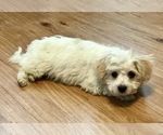 Small Photo #4 Maltese Puppy For Sale in WOODSTOCK, CT, USA