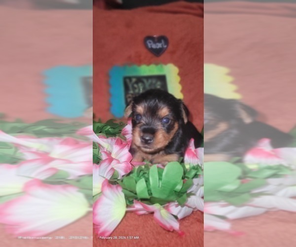 Medium Photo #118 Yorkshire Terrier Puppy For Sale in AKRON, OH, USA