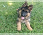 Image preview for Ad Listing. Nickname: Litter of 2
