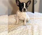 Small Photo #1 French Bulldog Puppy For Sale in COLCHESTER, CT, USA