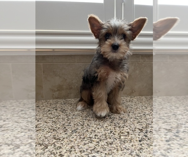 Medium Photo #2 Yorkshire Terrier Puppy For Sale in JURUPA VALLEY, CA, USA