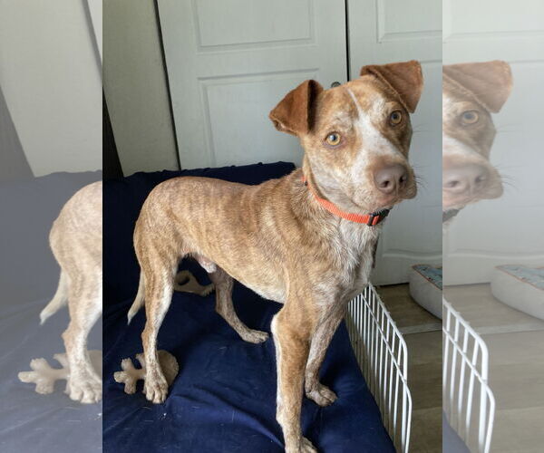 Medium Photo #2 Pointer-Unknown Mix Puppy For Sale in San Diego, CA, USA