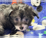 Small #11 Chinese Crested
