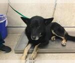Small German Shepherd Dog