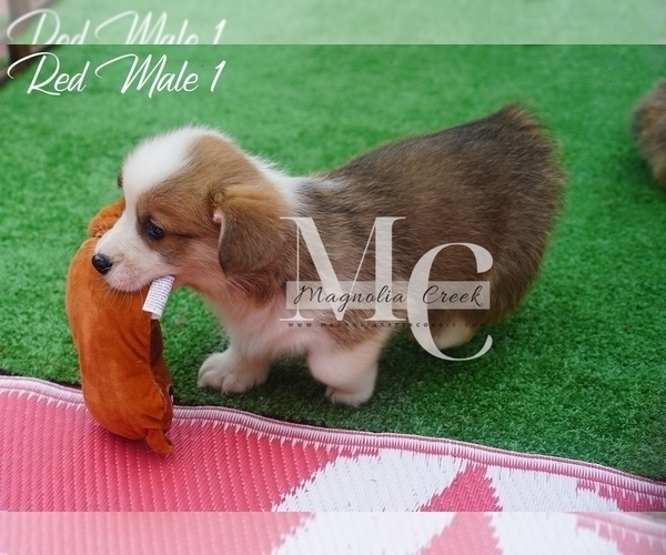 Medium Photo #14 Pembroke Welsh Corgi Puppy For Sale in CRESTVIEW, FL, USA