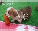 Small Photo #14 Pembroke Welsh Corgi Puppy For Sale in CRESTVIEW, FL, USA