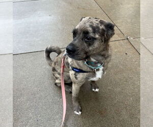 Mutt Dogs for adoption in Minneapolis, MN, USA