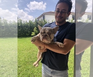 Father of the French Bulldog puppies born on 10/30/2023