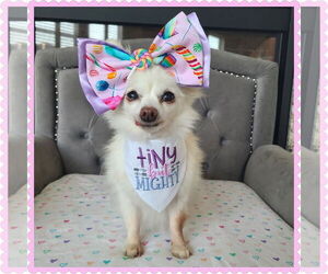Pomeranian-Unknown Mix Dogs for adoption in Princeton, MN, USA