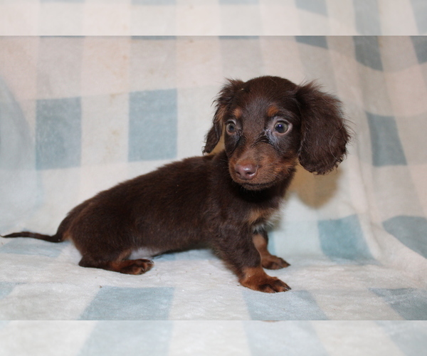 Medium Photo #2 Dachshund Puppy For Sale in BLMGTN, IN, USA