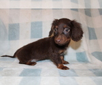 Small #1 Dachshund