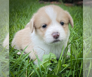 Shorgi Puppy for sale in FAIRBANK, IA, USA