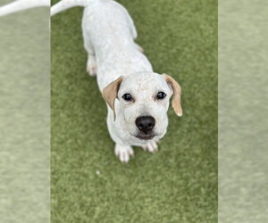 German Shorthaired Pointer-Unknown Mix Dogs for adoption in Dedham, MA, USA
