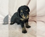 Belinda - Female Bernedoodle (Miniature) Puppy for Sale - Photo #10