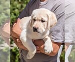 Small Photo #6 Labrador Retriever Puppy For Sale in COARSEGOLD, CA, USA