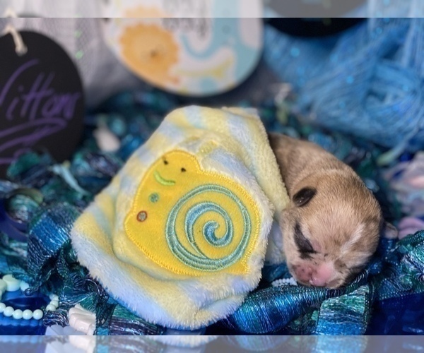 Medium Photo #6 Bullhuahua-Chihuahua Mix Puppy For Sale in RAWSONVILLE, MI, USA