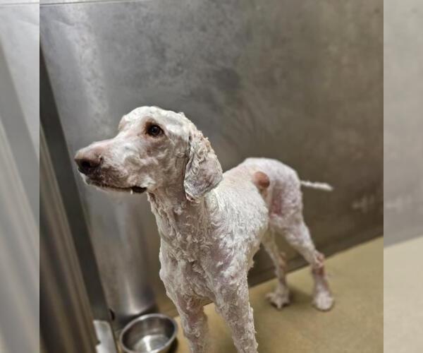 Medium Photo #2 Goldendoodle Puppy For Sale in Rockwall, TX, USA